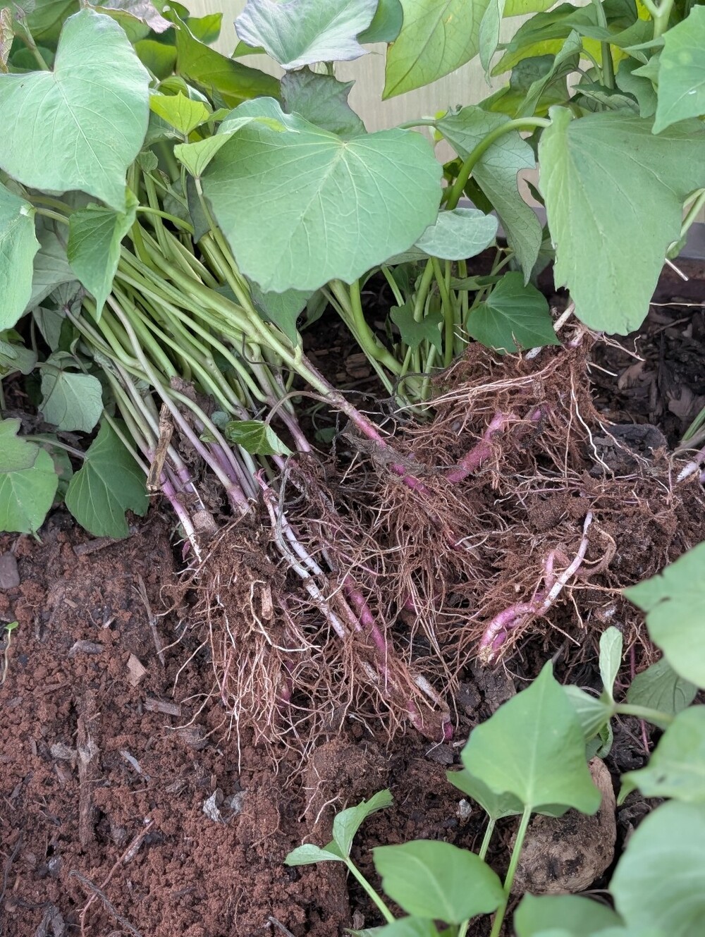 Japanese Sweet Potato Slips From  Ground Rooted Reddish-pink Skin Yellow Flesh